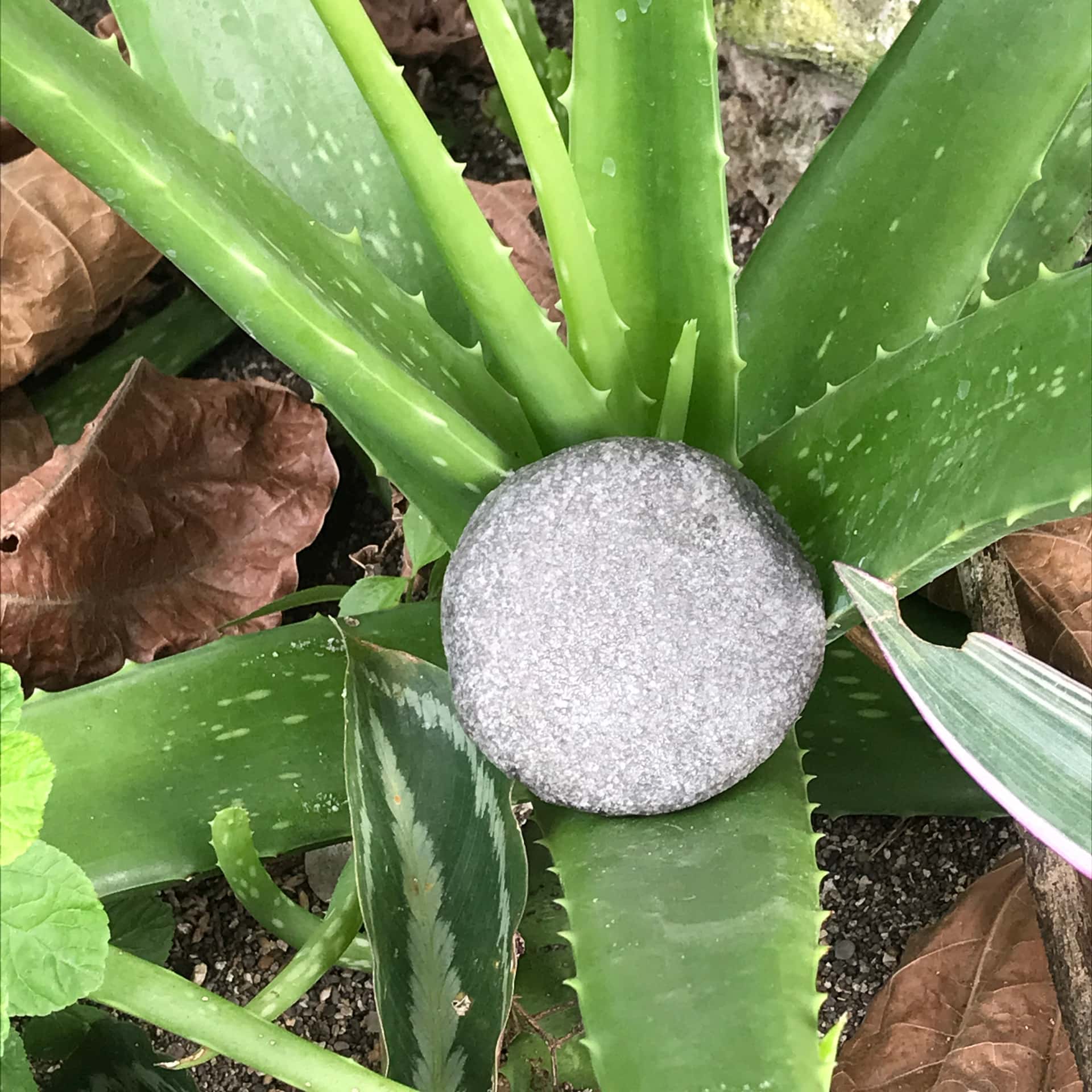 Aloe en Maca Shampoo Bar