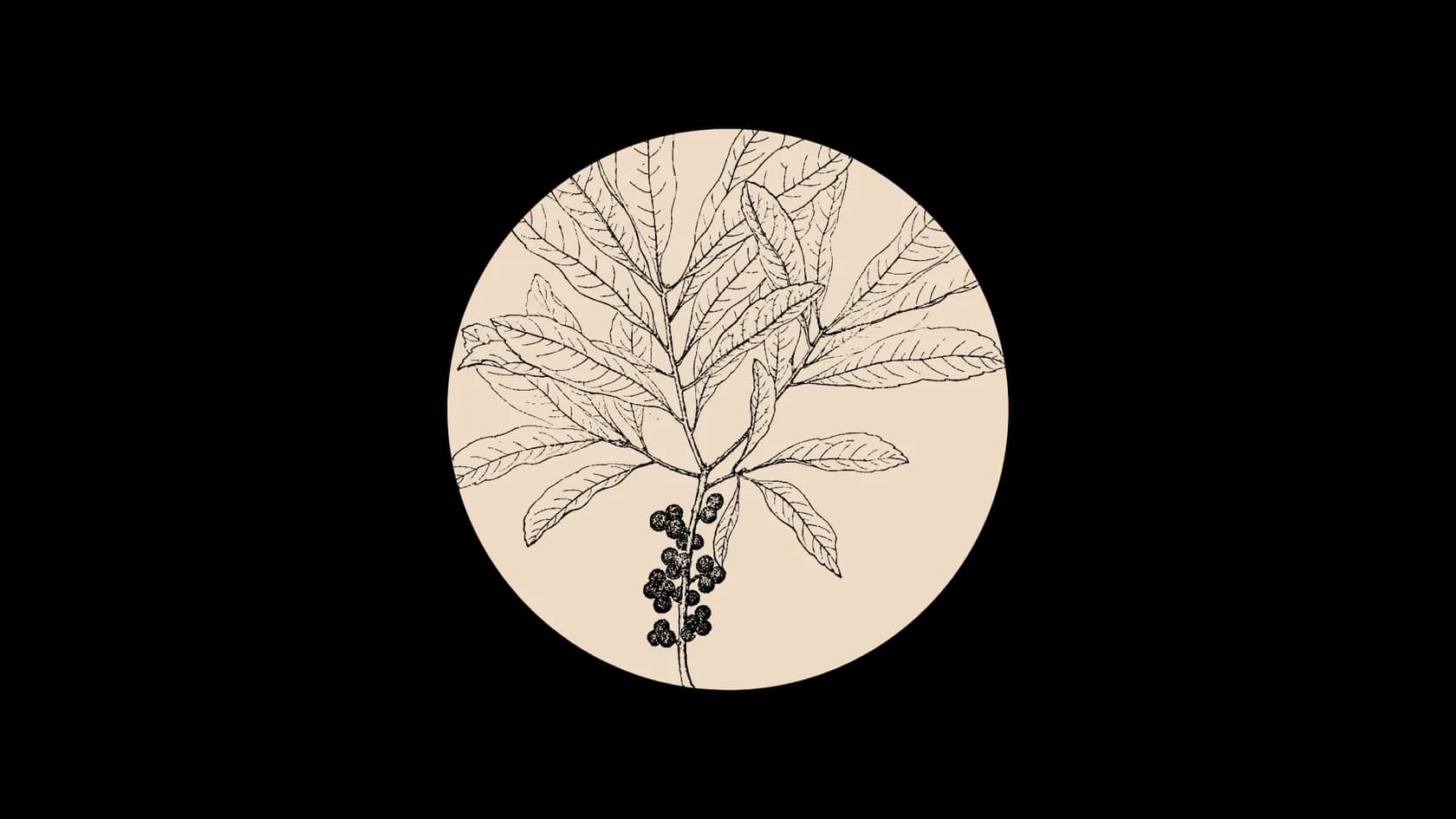 Myrica Fruit Was (Bayberry)