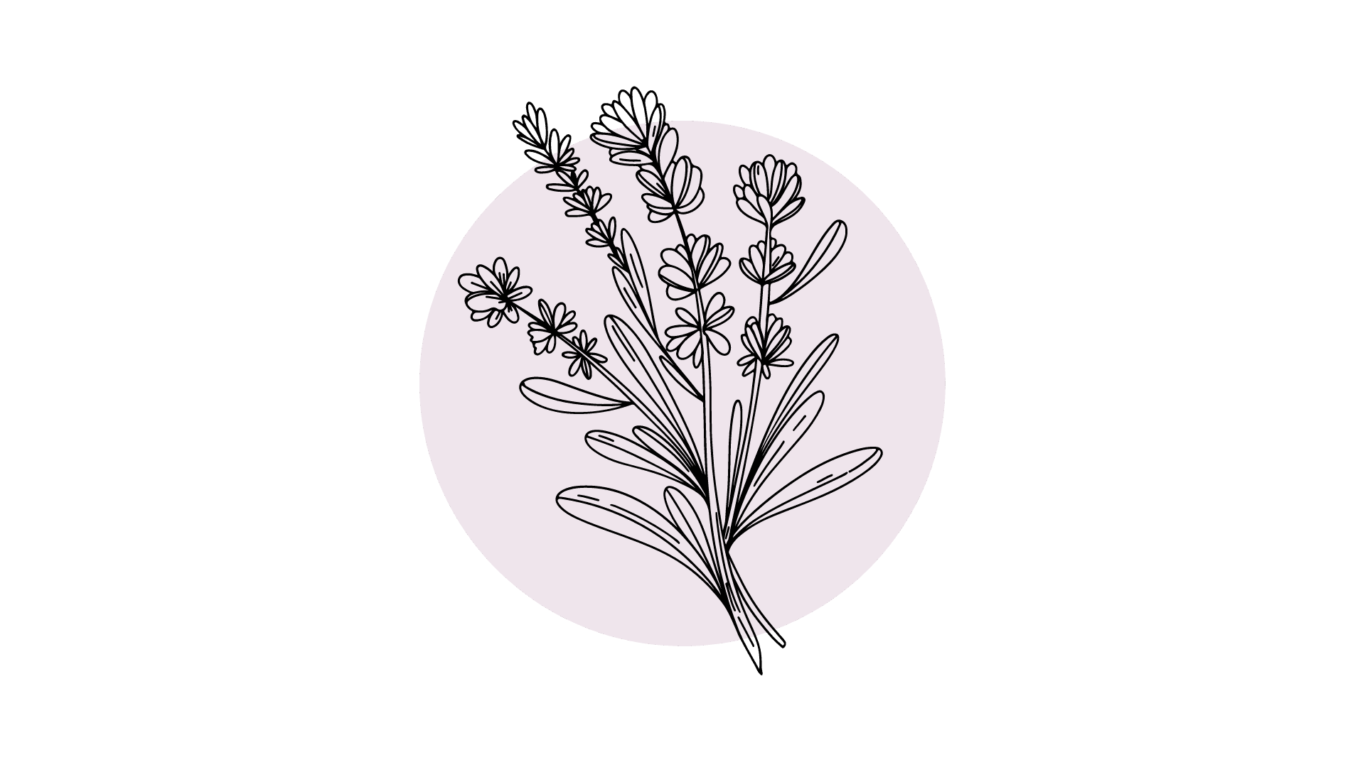 Lavendel Etherische Olie