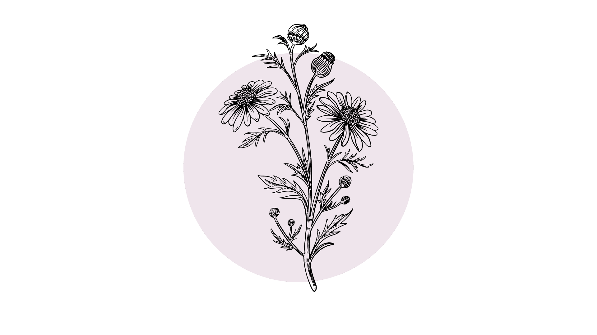 Kamille Etherische Olie