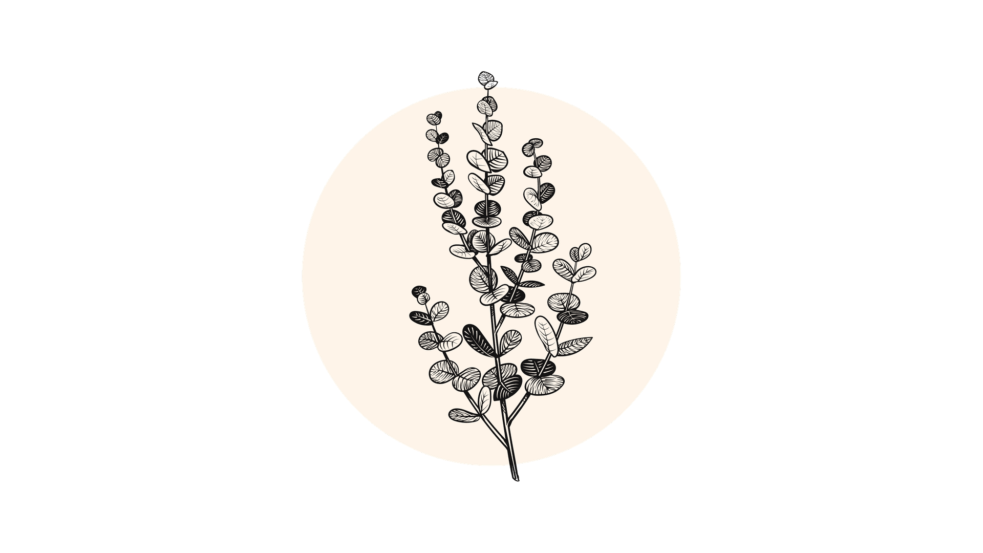 Gedroogde Eucalyptus