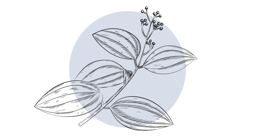 Kamfer Etherische Olie