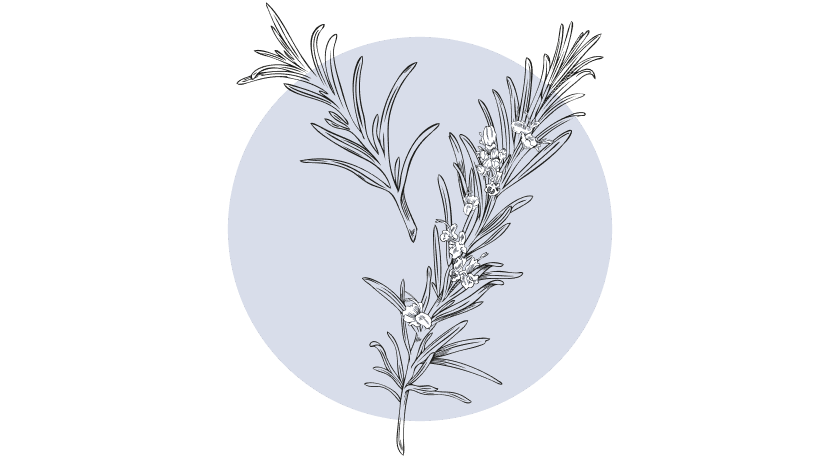 Rozemarijn Etherische Olie