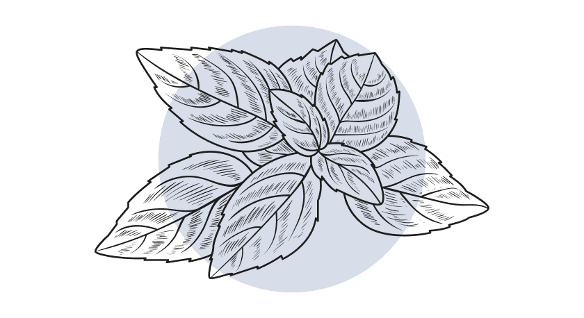 Pepermunt Etherische Olie