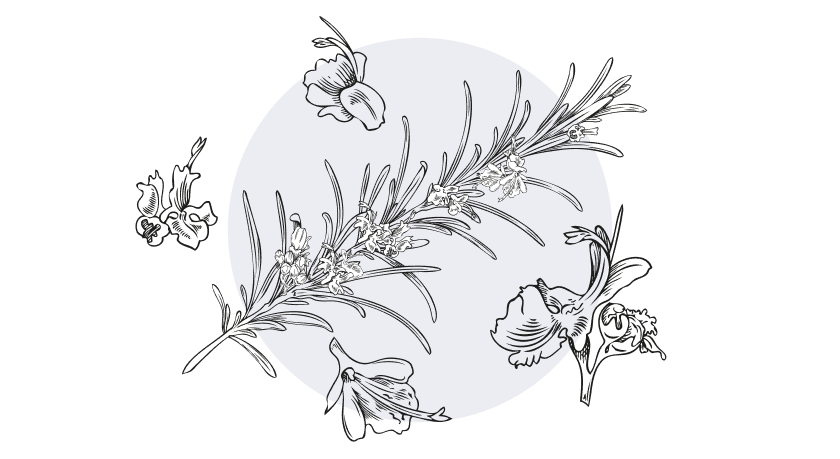 Rosemary Bliss EO Blend 