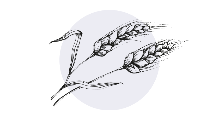 Gehydroliseerd Tarwe Proteïne