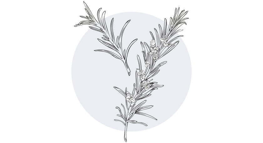 Rozemarijn Antioxidant