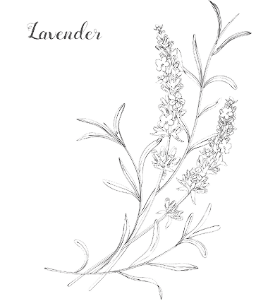 Lavendel botanische illustratie