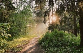Laat je stress los, neem een bad in het bos!