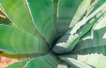 Aloë Vera: Magie of Mode?