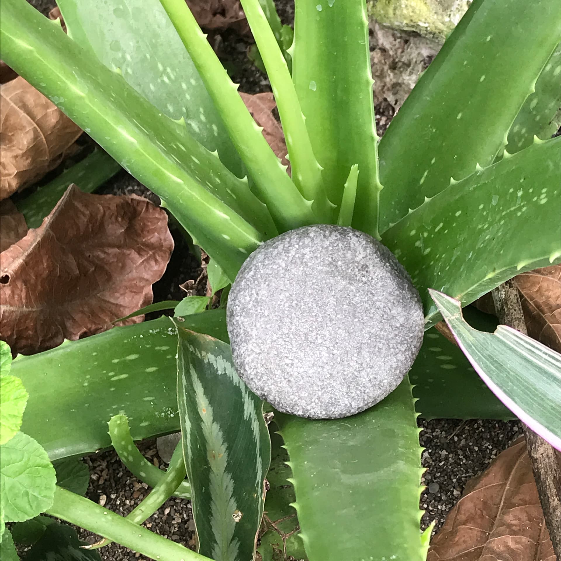 Volume Boost Shampoo Bar