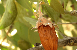 Jojoba struik