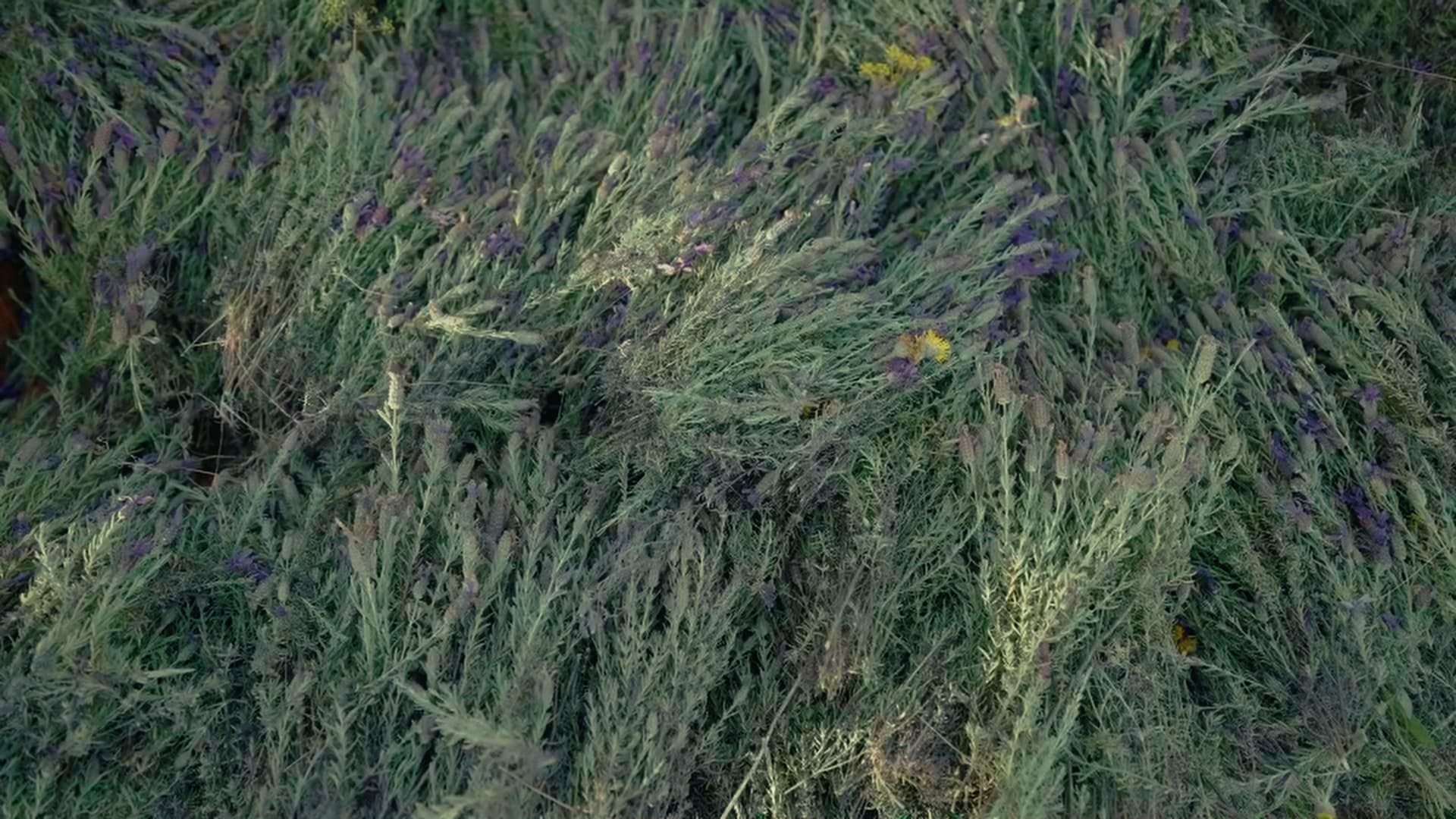 Geoogst in het wild